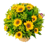arreglo-cumpleanos-girasoles-cali